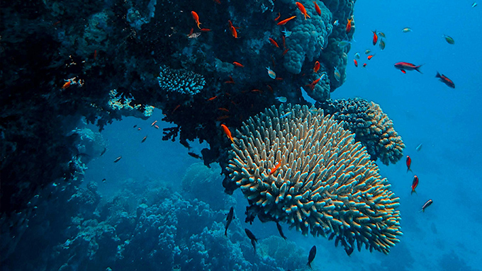 ÇSY Terimler Sözlüğü