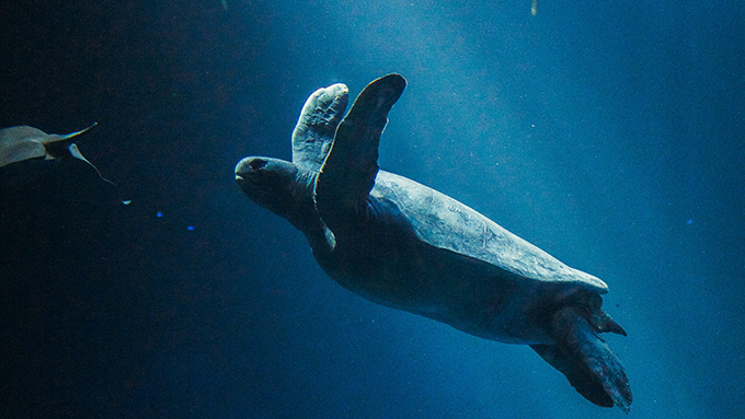 ÇSY (ESG) Bülteni 2025 1. Çeyrek